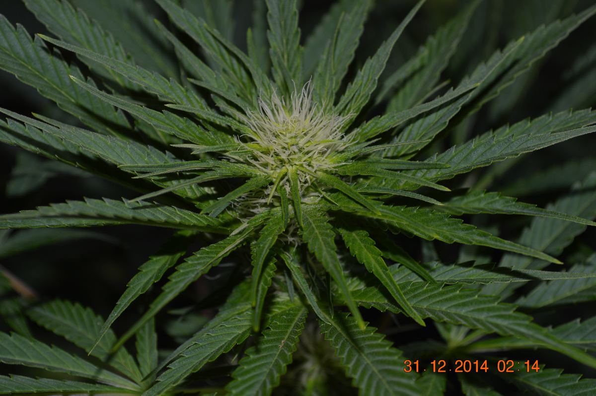 Flowertri2