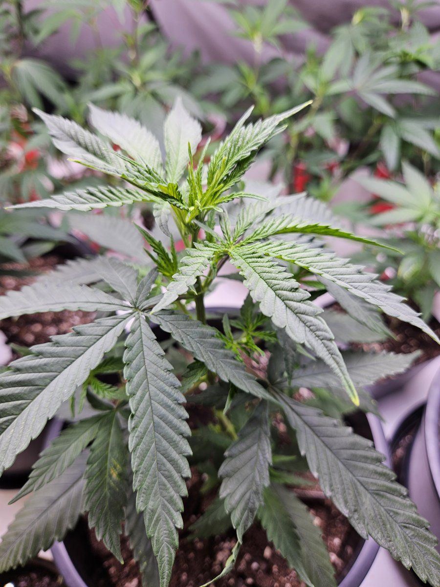 FLs1