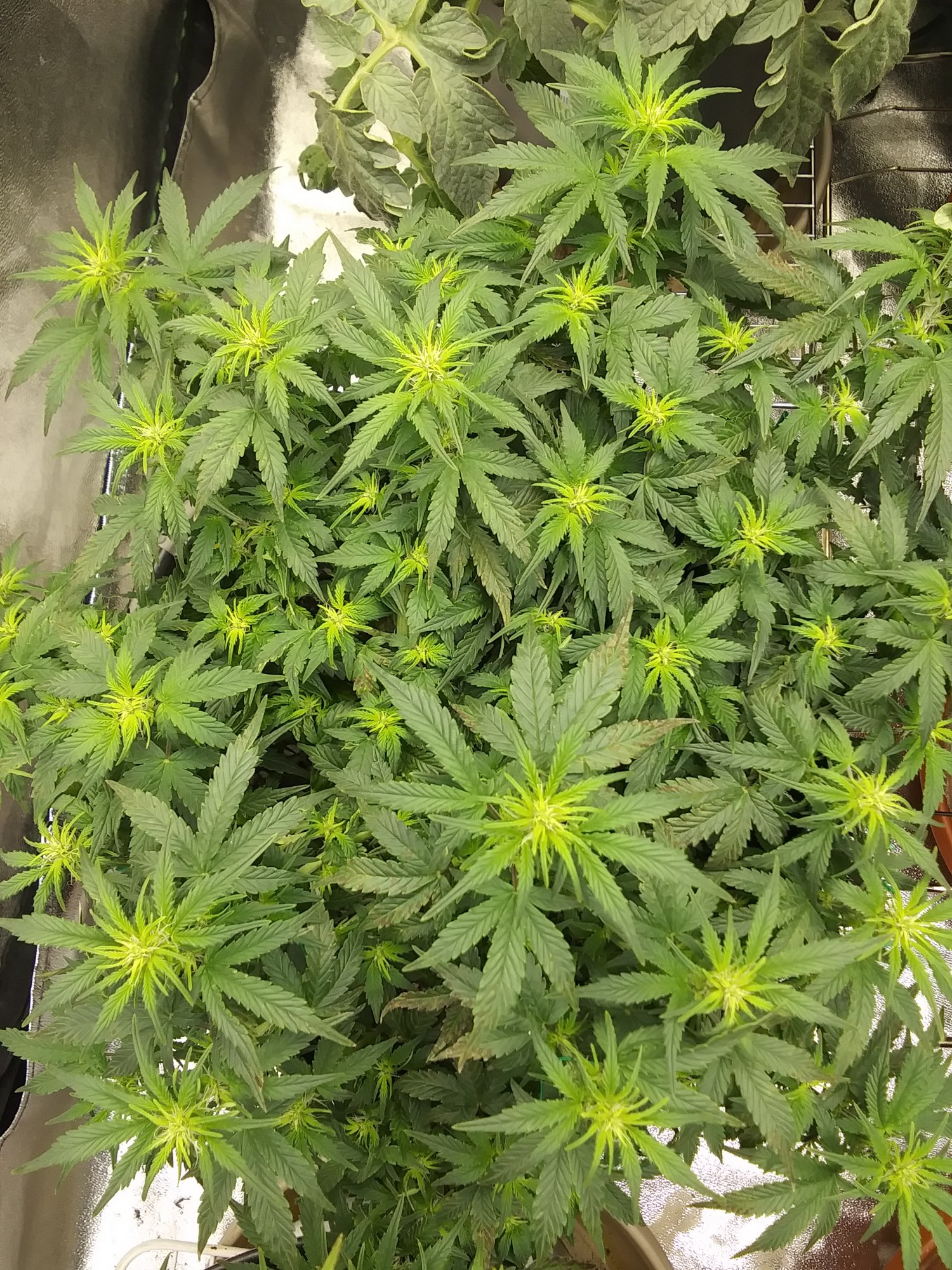 Flushing for a phosphorus deficiency 5