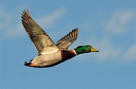 Flying duck