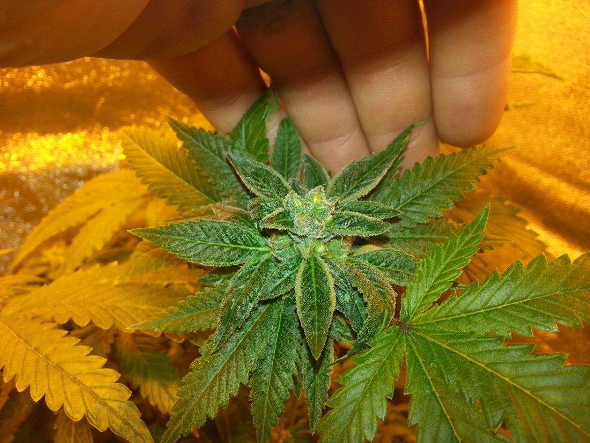 Fog2 w chT seeds