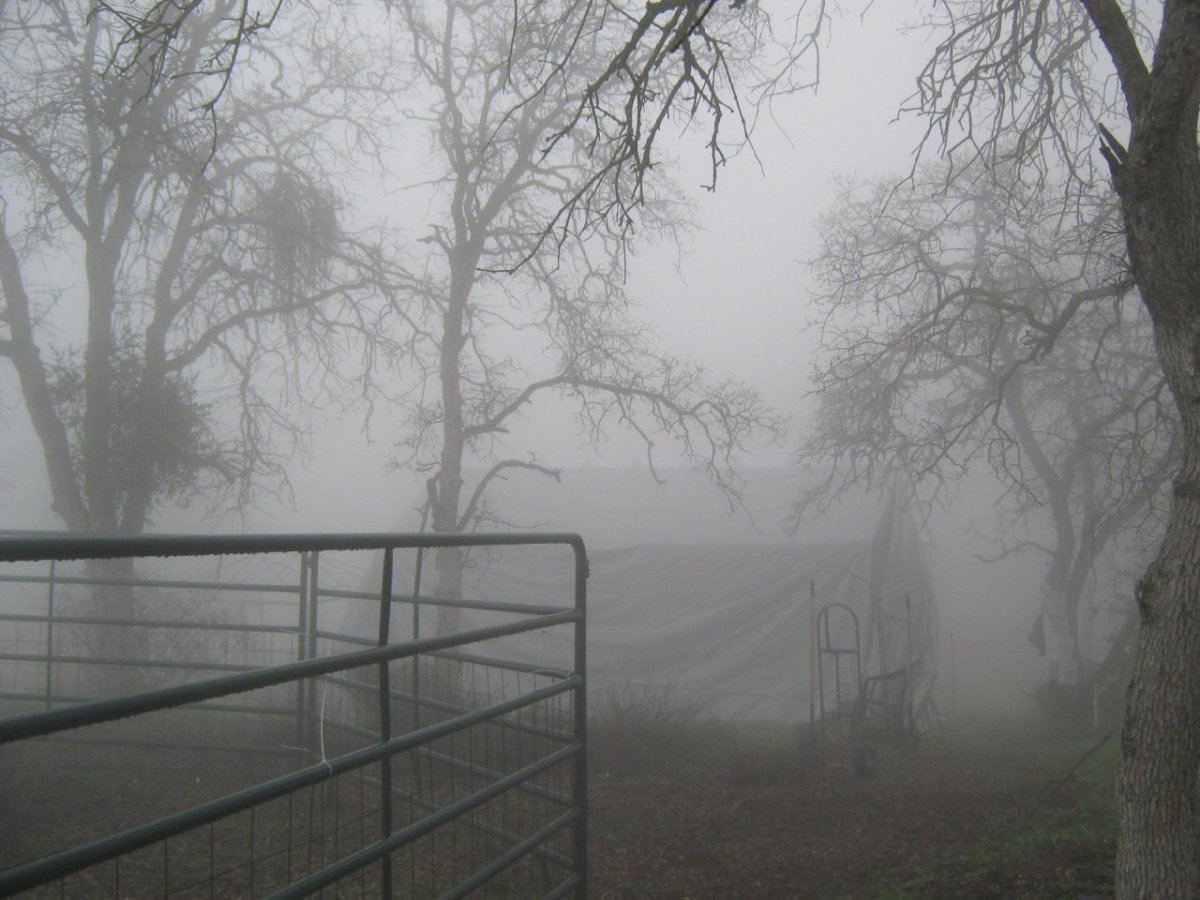Foggy