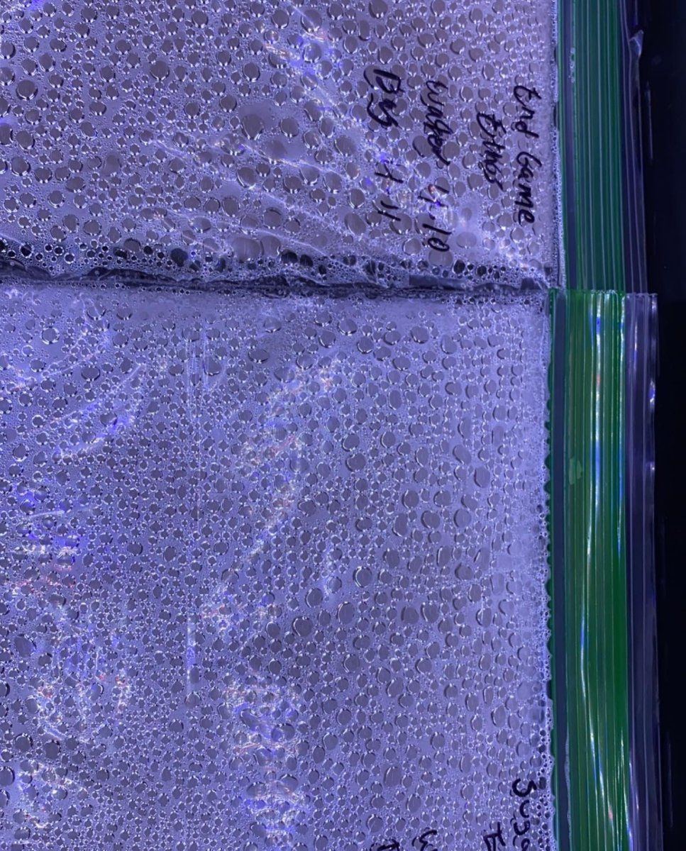 Follow bones outdoor grow log 2