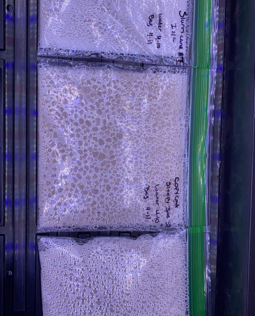 Follow bones outdoor grow log