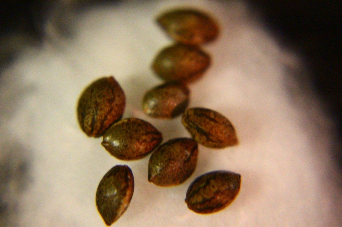 Foo dog and cripplin bubba grow 2