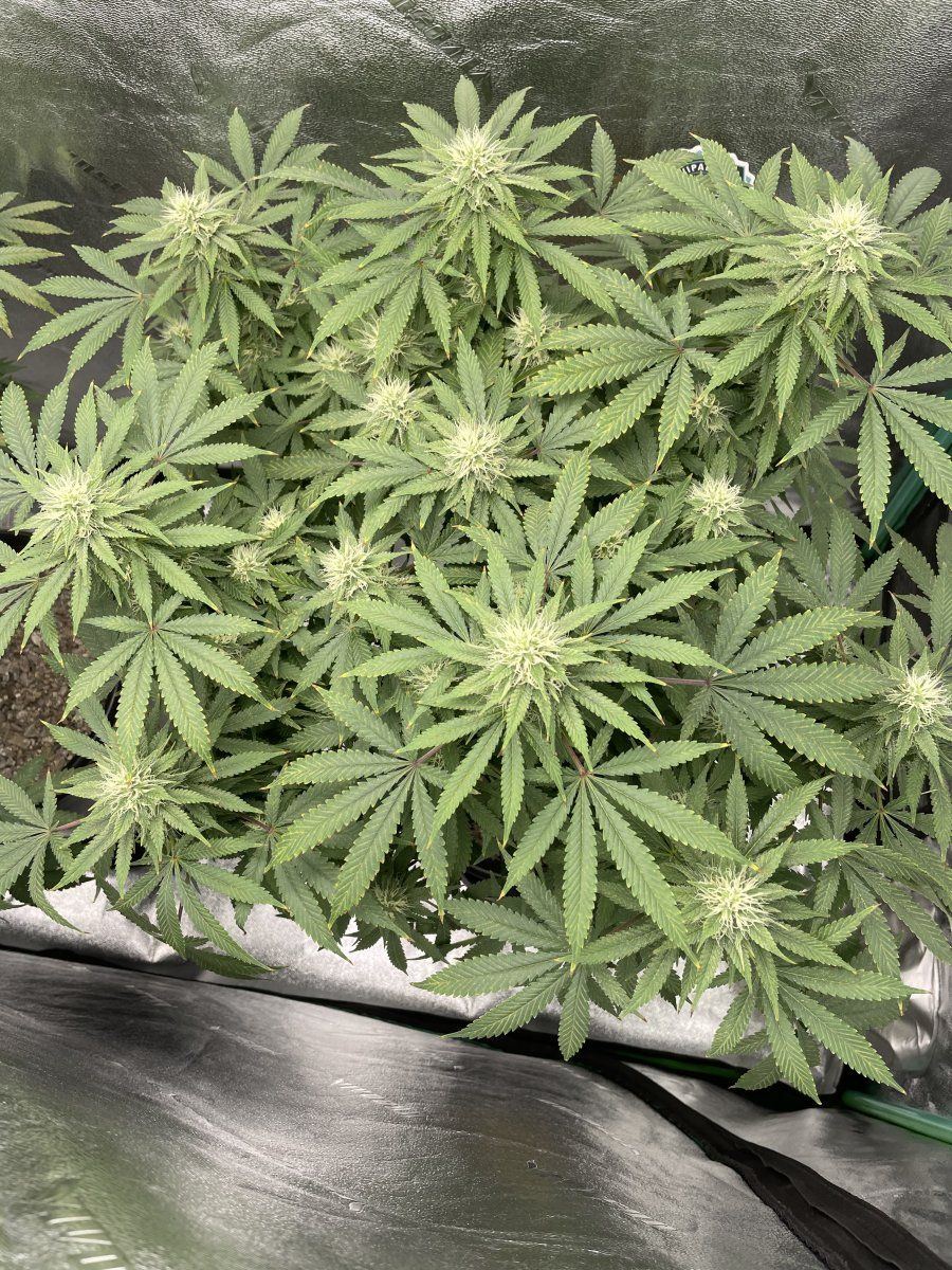 Forced week 5 harvest any options hash etc 3