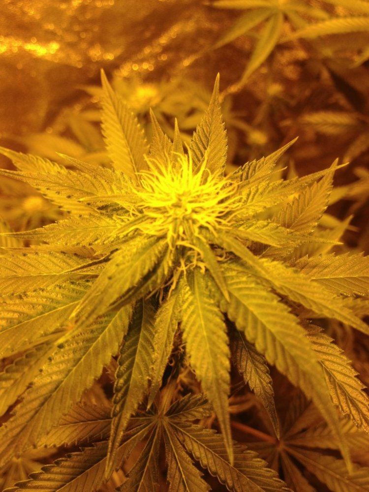 Forgot what plant