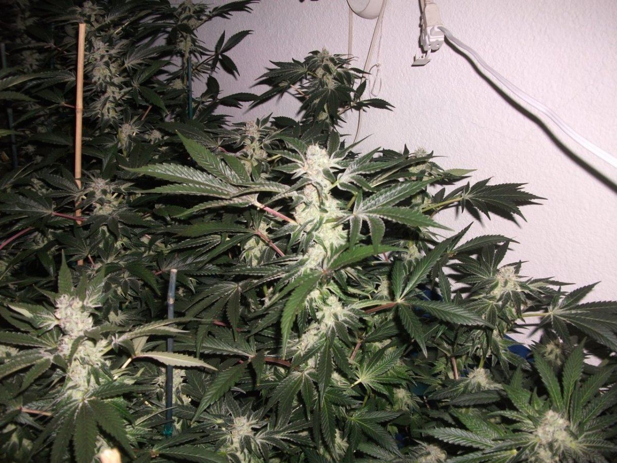 Forum 5w