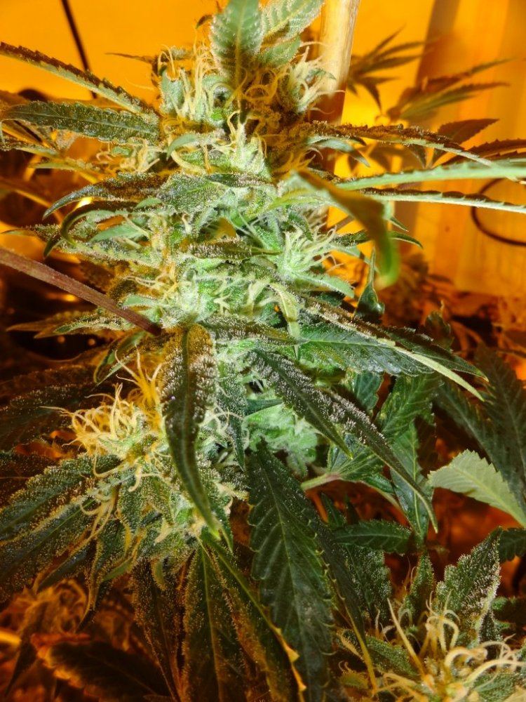 Forum cut gsc 008