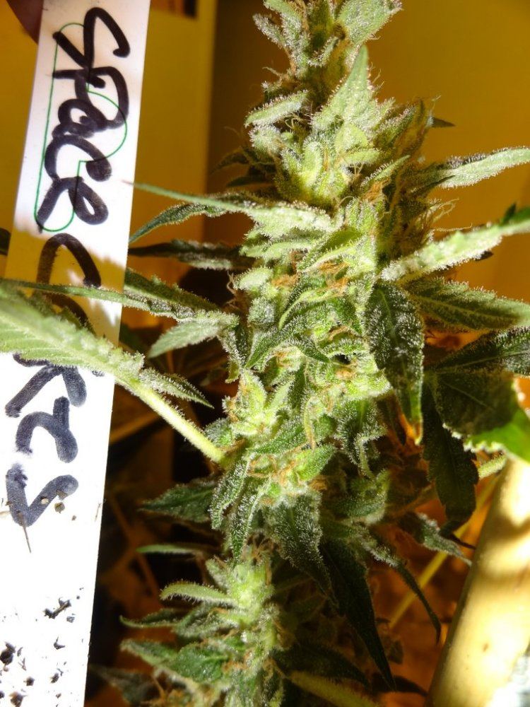 Forum cut gsc 009