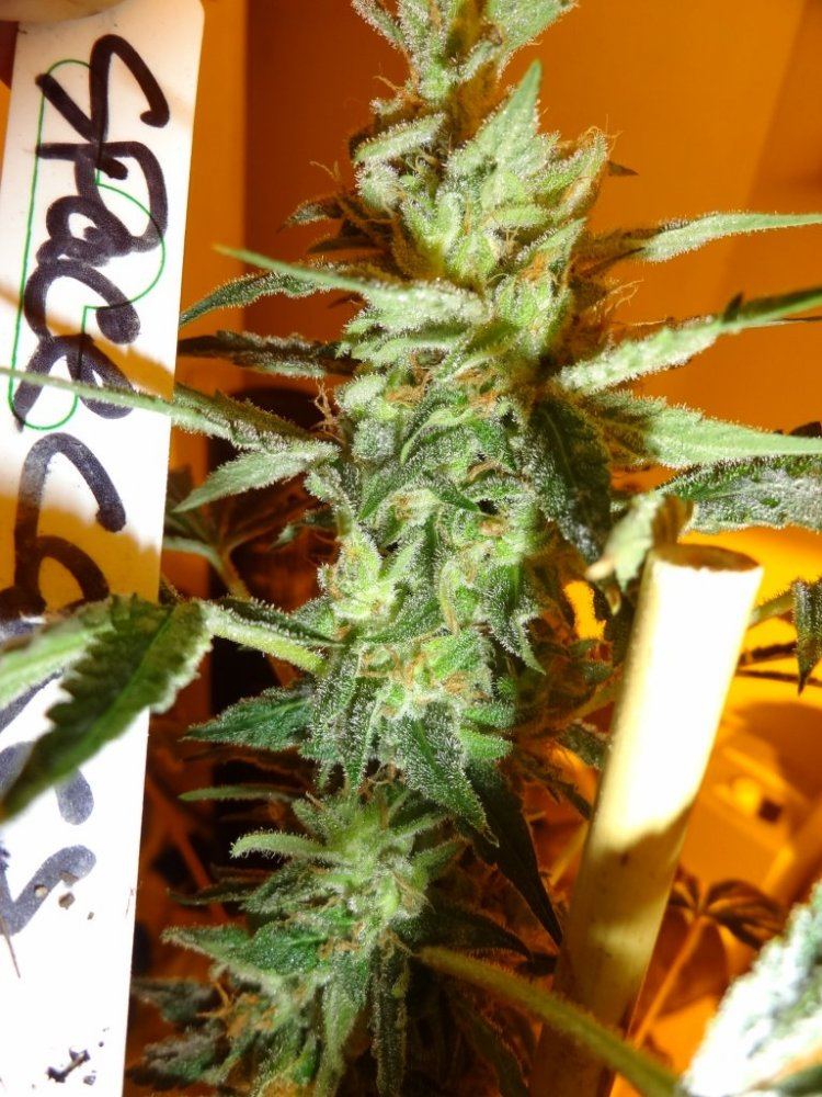 Forum cut gsc 010