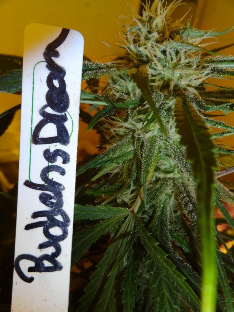 Forum cut gsc 012