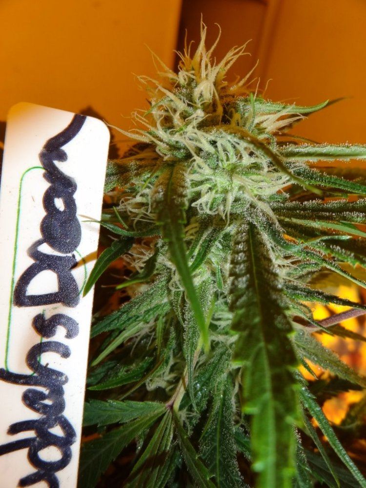 Forum cut gsc 013