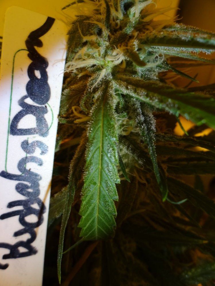 Forum cut gsc 014