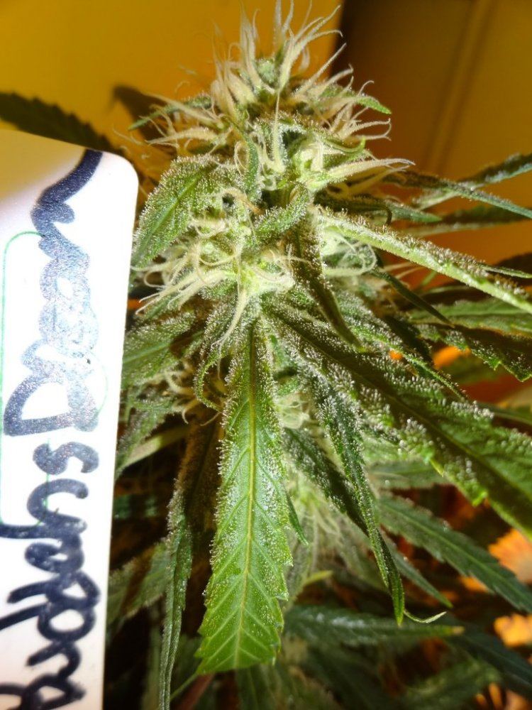 Forum cut gsc 015