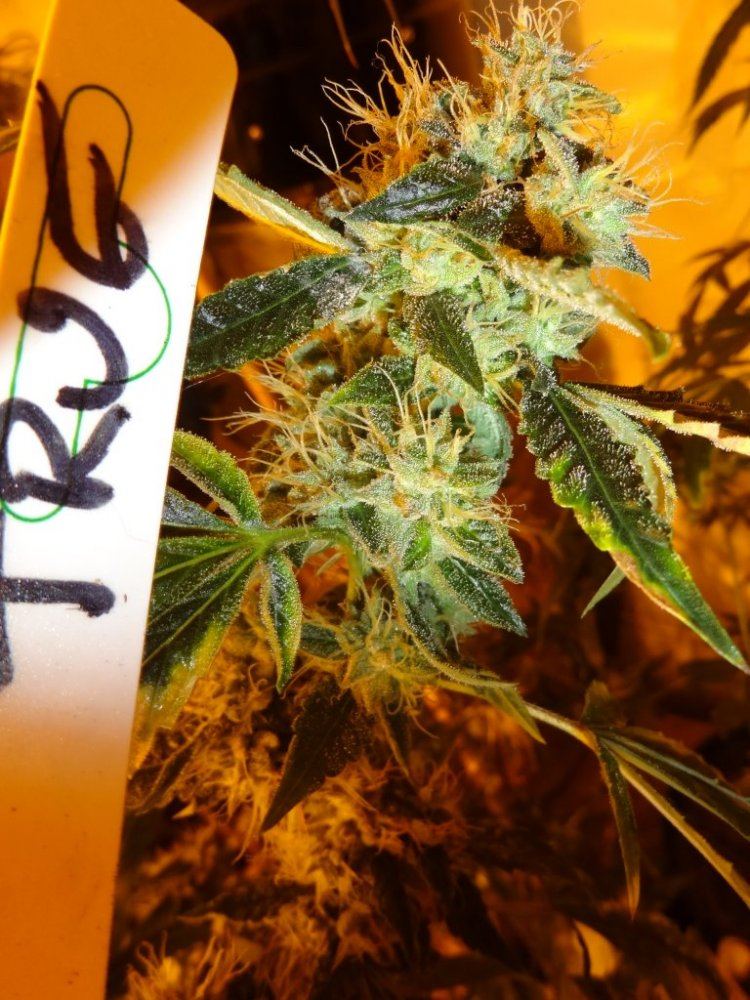 Forum cut gsc 016