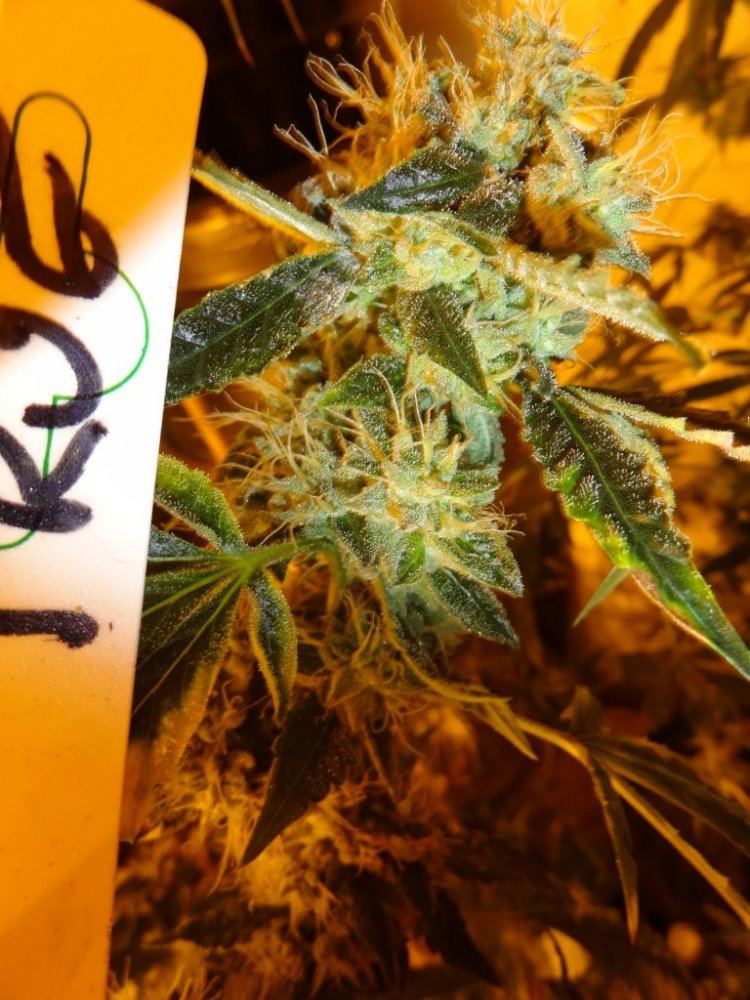 Forum cut gsc 017