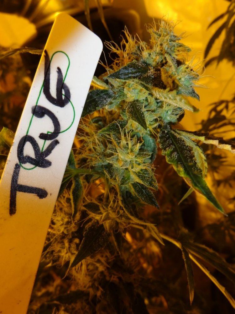 Forum cut gsc 019