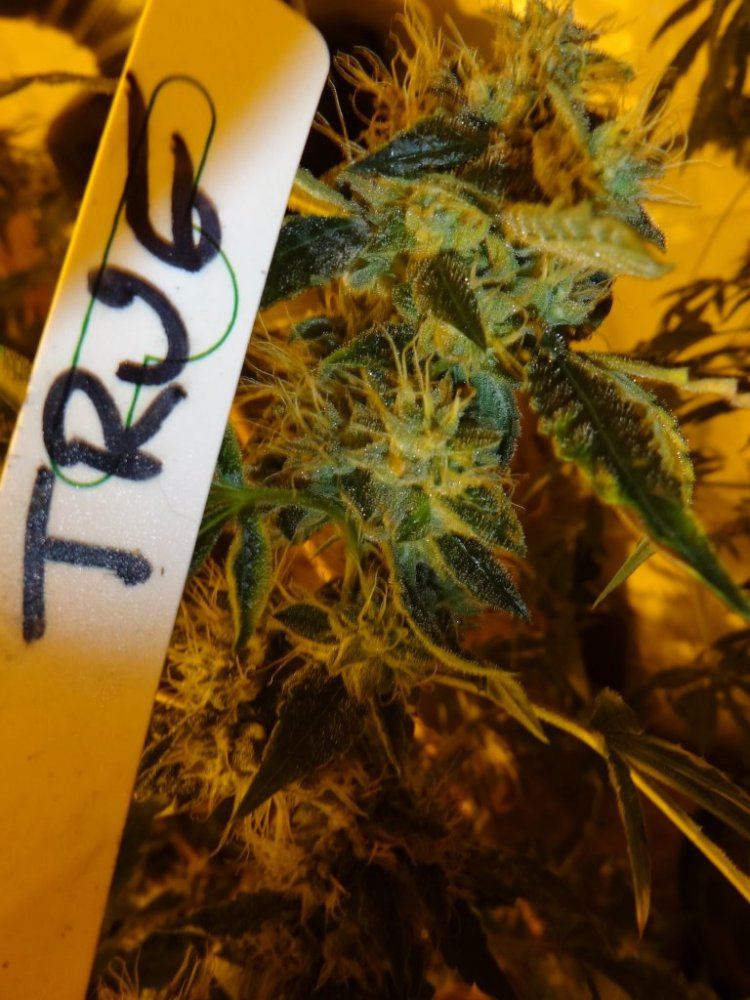 Forum cut gsc 020