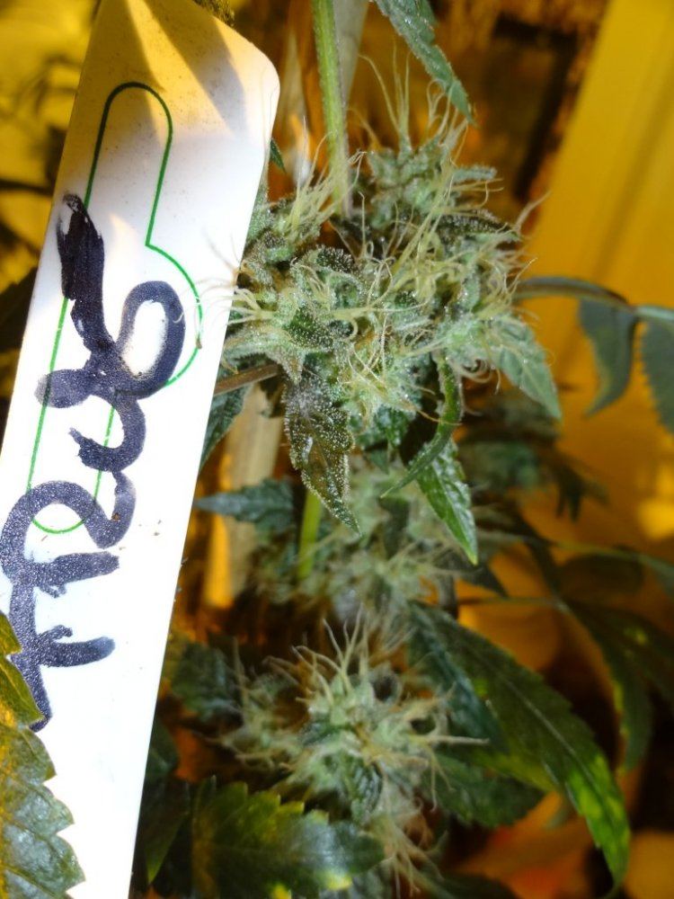 Forum cut gsc 021