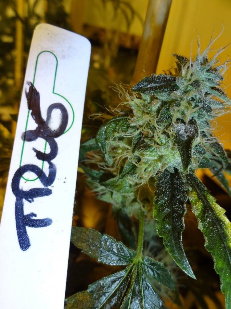 Forum cut gsc 022
