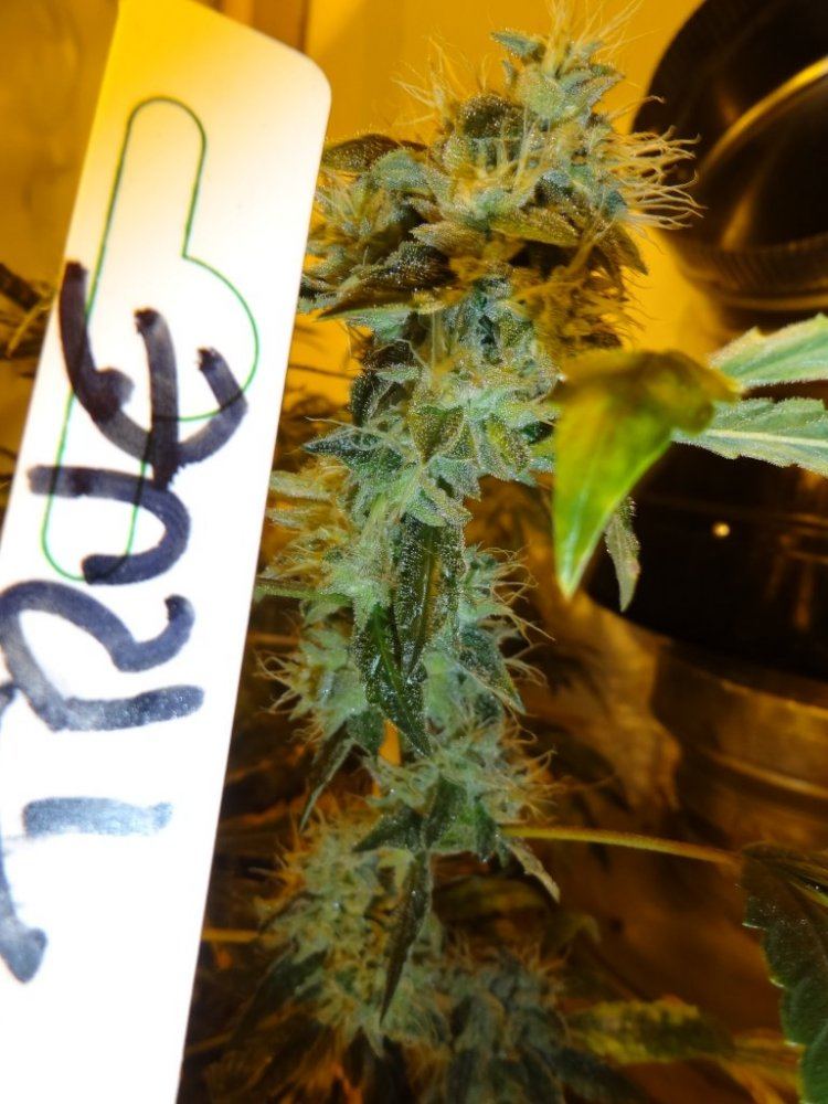 Forum cut gsc 023