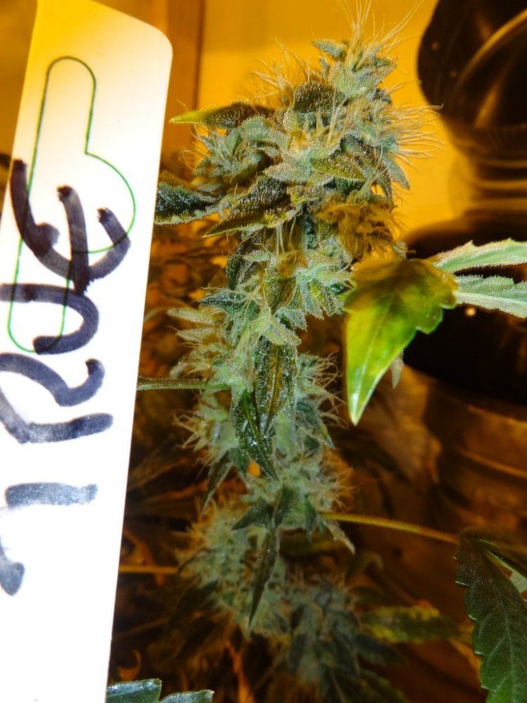 Forum cut gsc 024