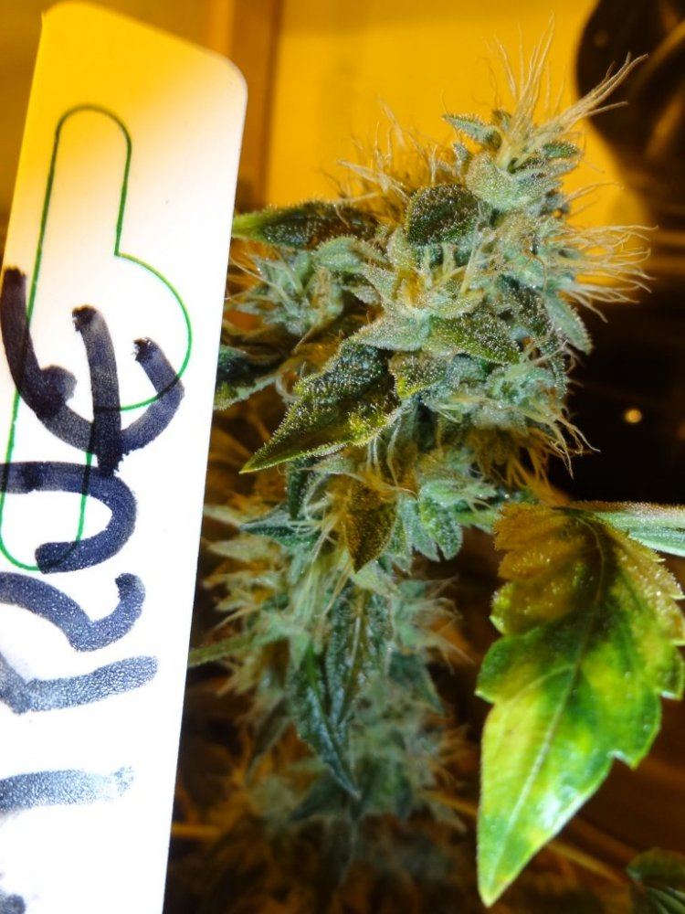 Forum cut gsc 025