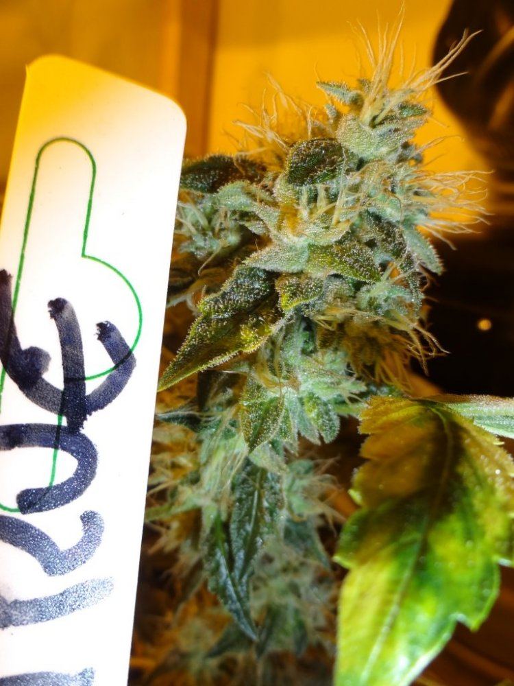 Forum cut gsc 026