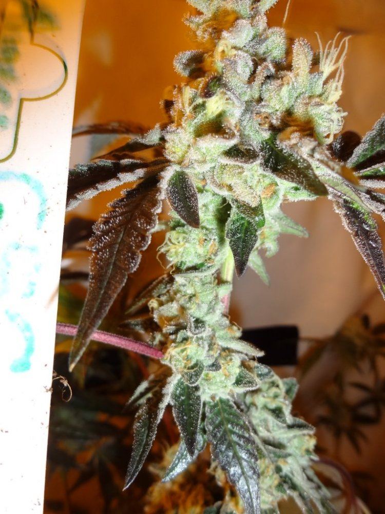 Forum cut gsc 027