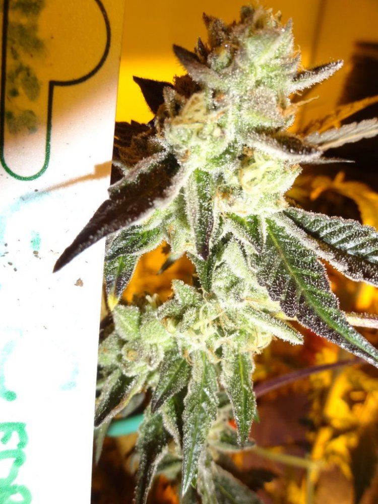 Forum cut gsc 028