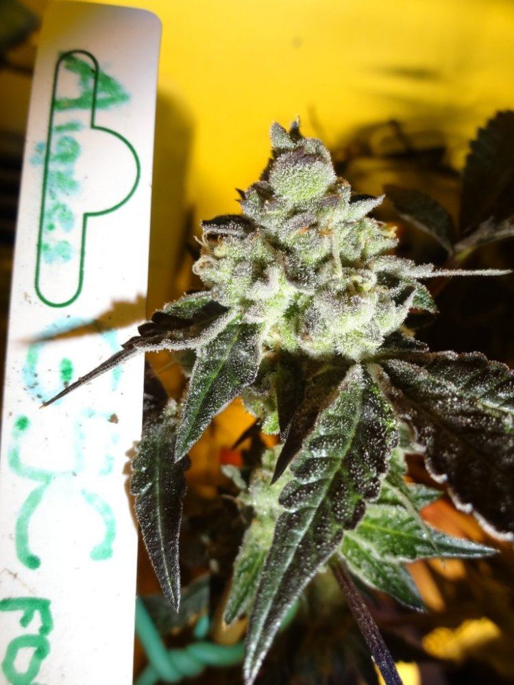 Forum cut gsc 029