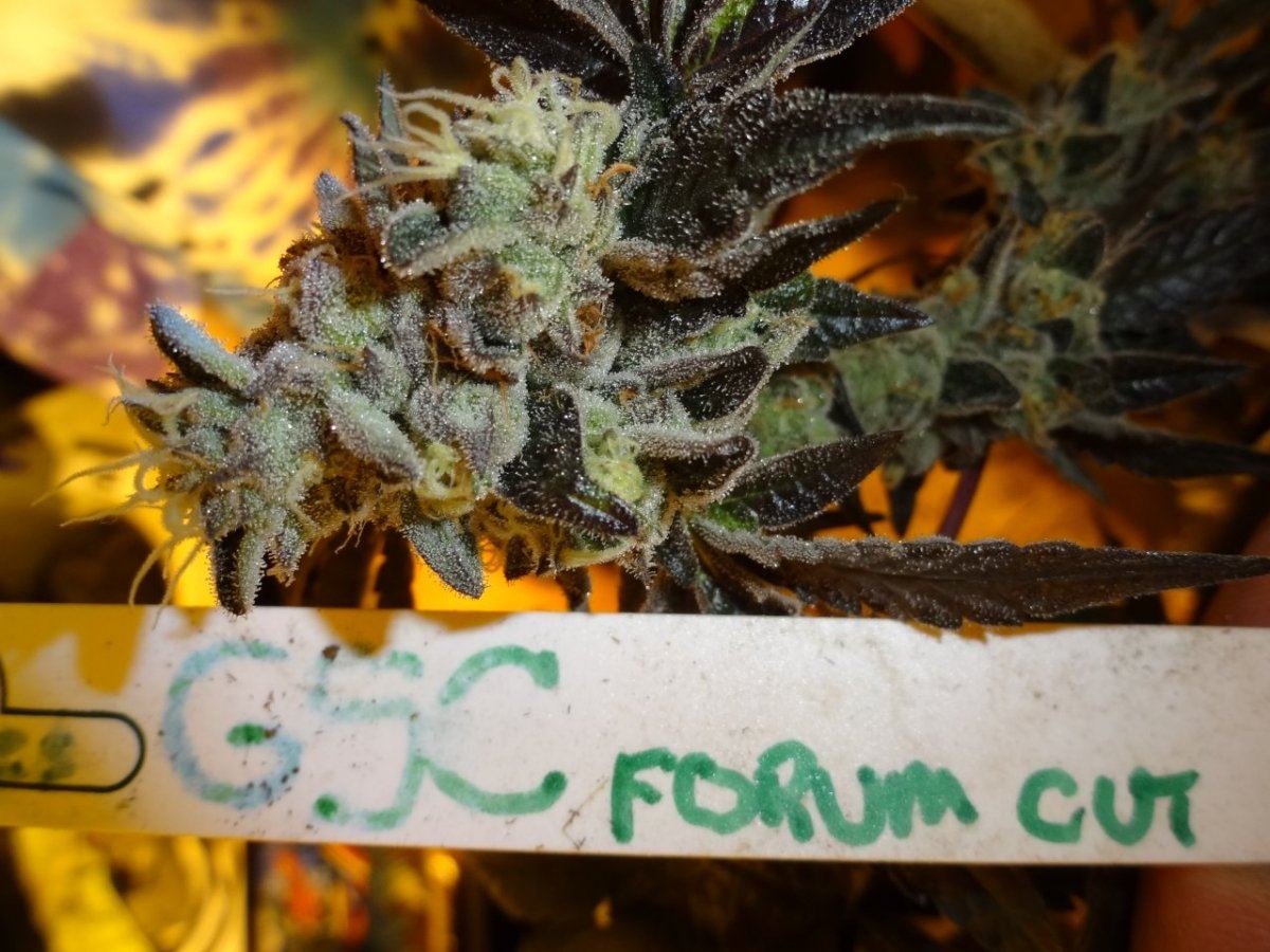 Forum cut gsc 030