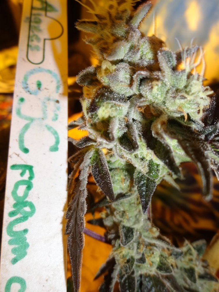 Forum cut gsc 031