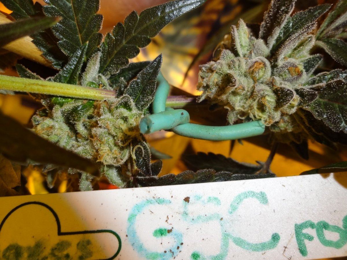 Forum cut gsc 032