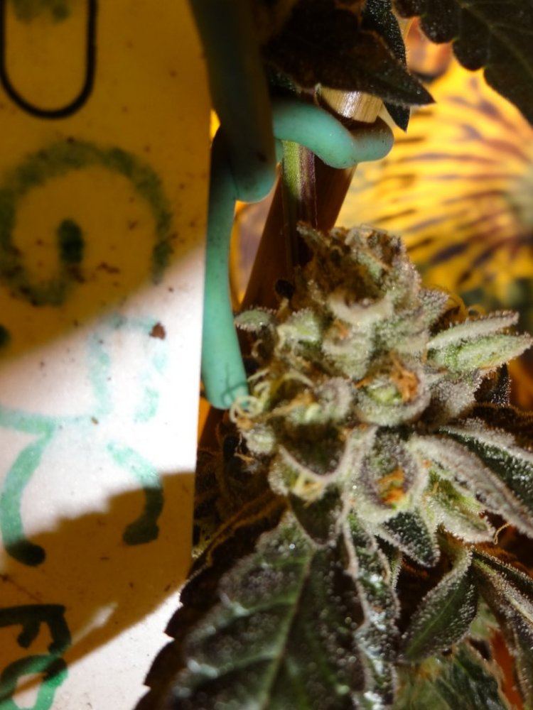Forum cut gsc 033