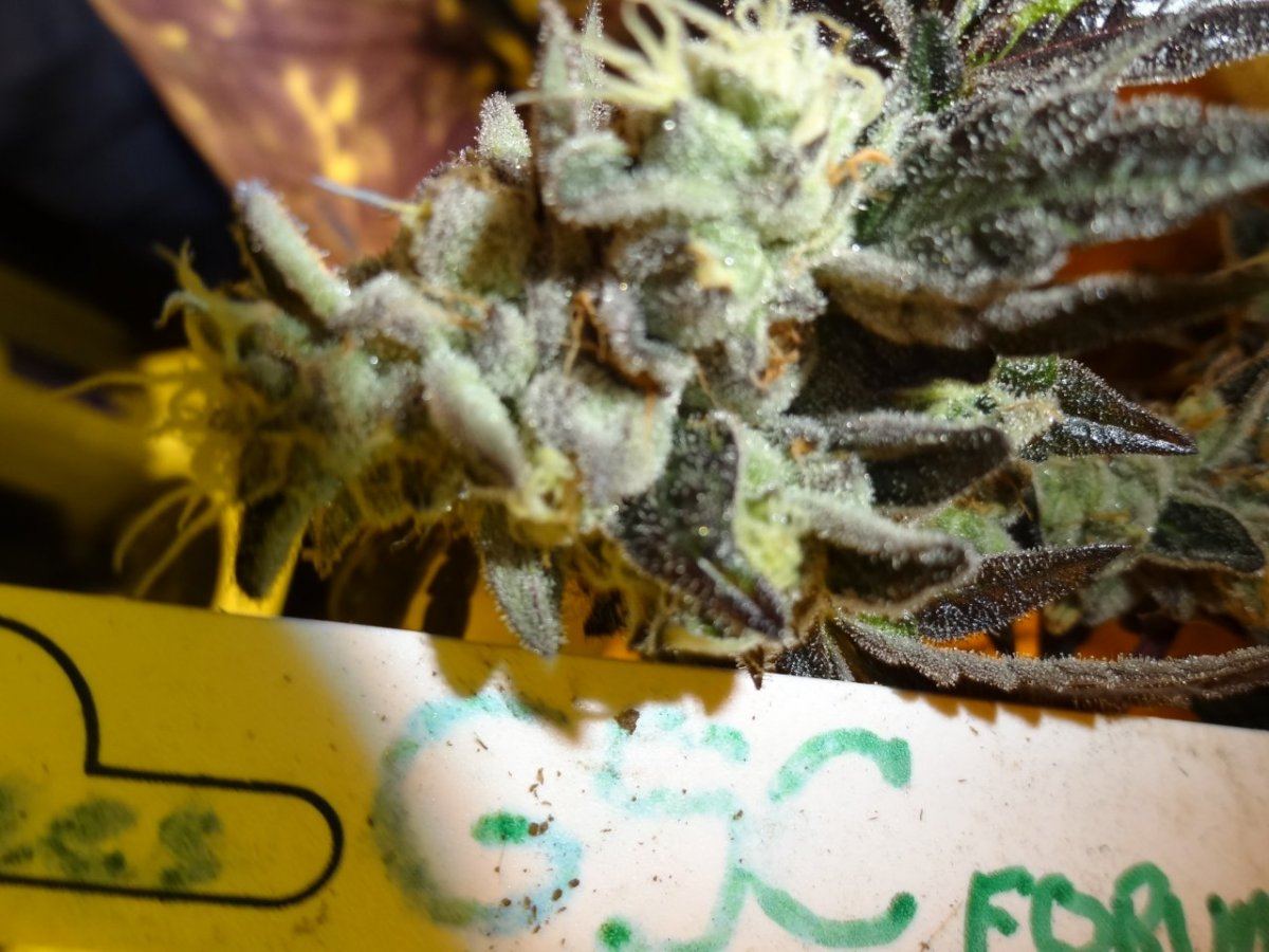 Forum cut gsc 034