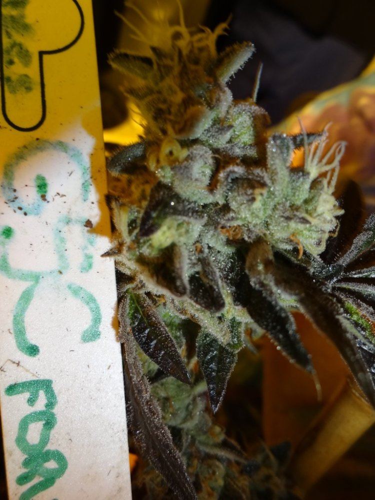 Forum cut gsc 035
