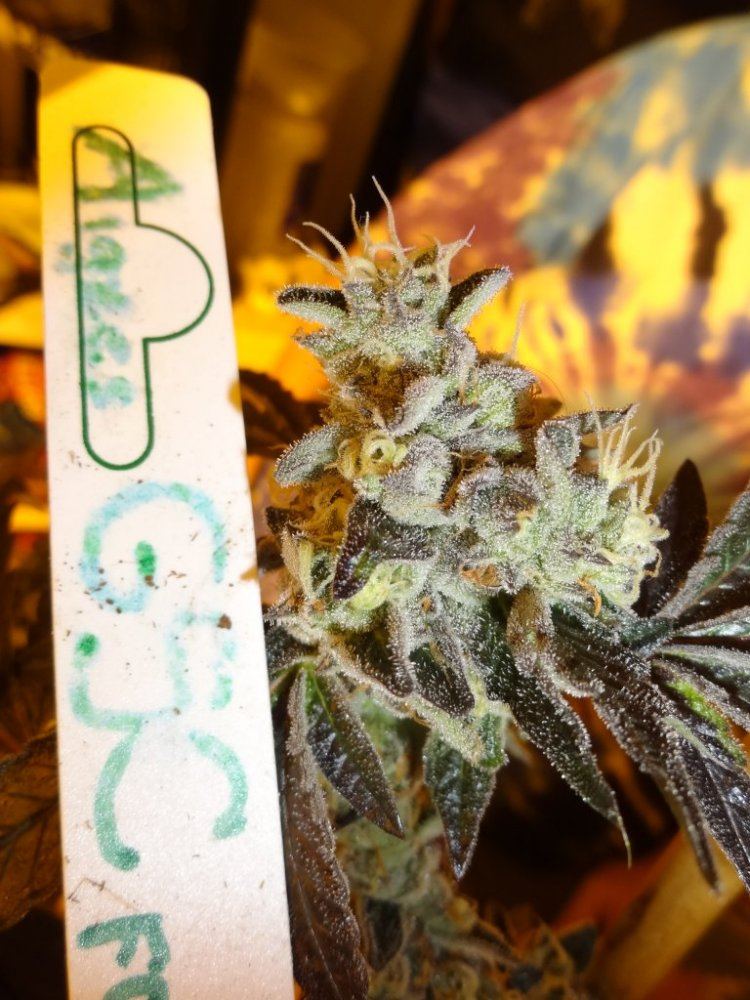 Forum cut gsc 036