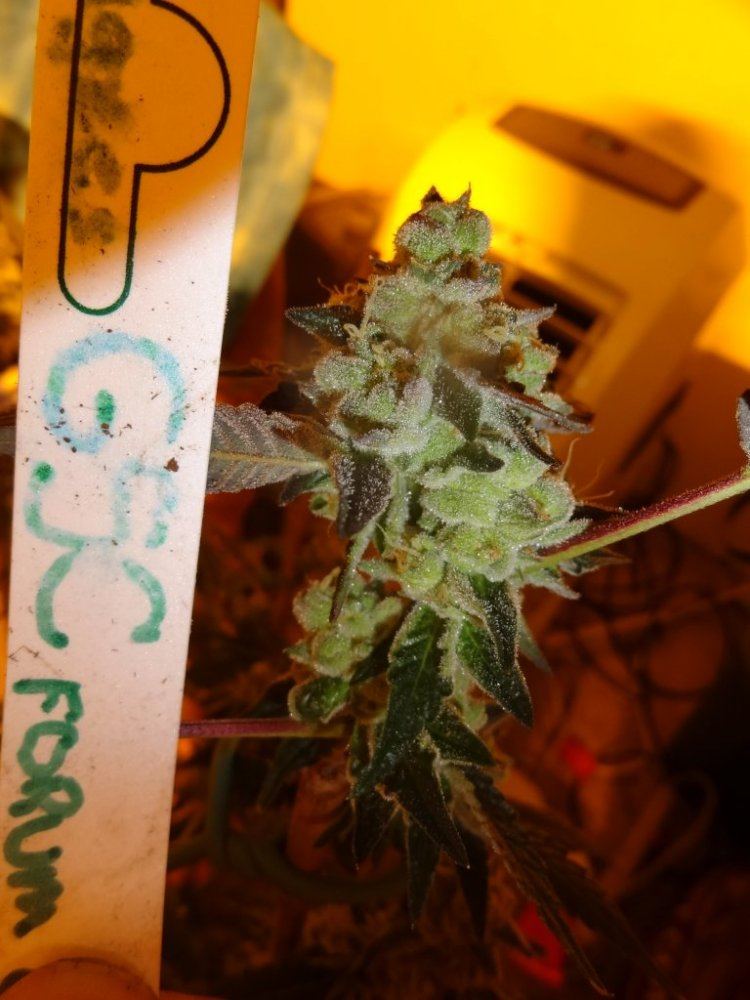 Forum cut gsc 038