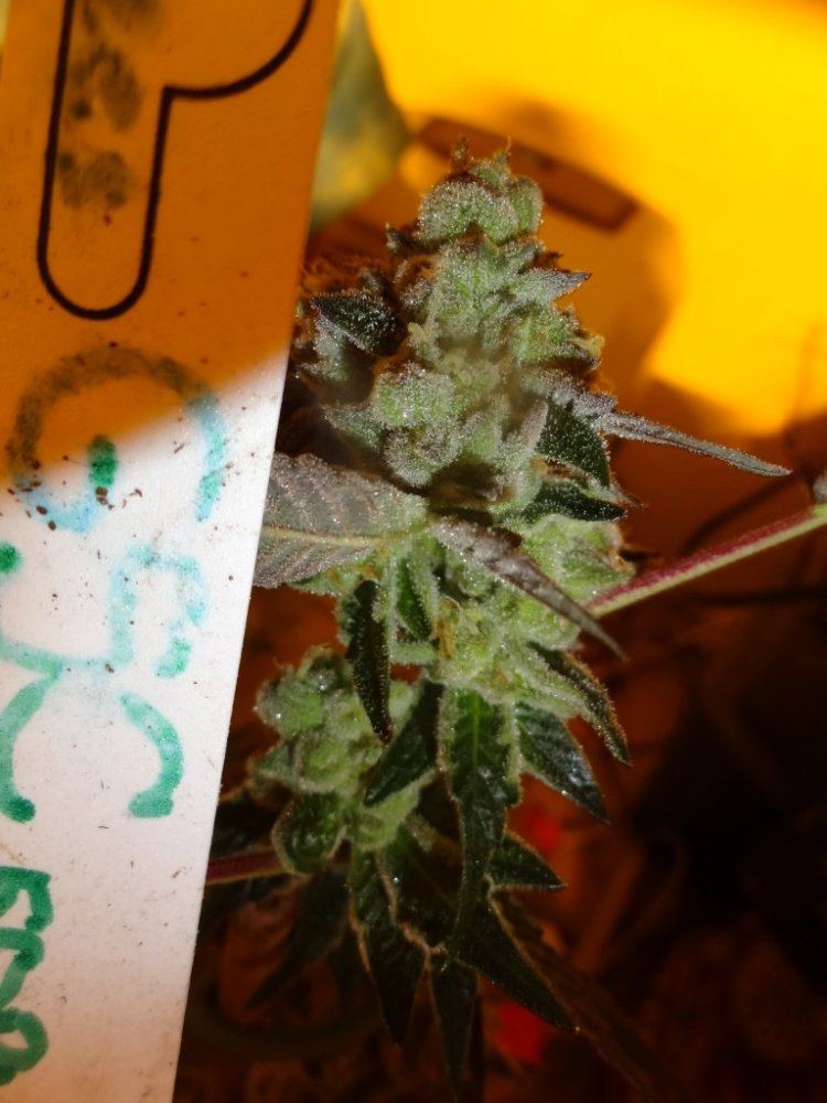 Forum cut gsc 039