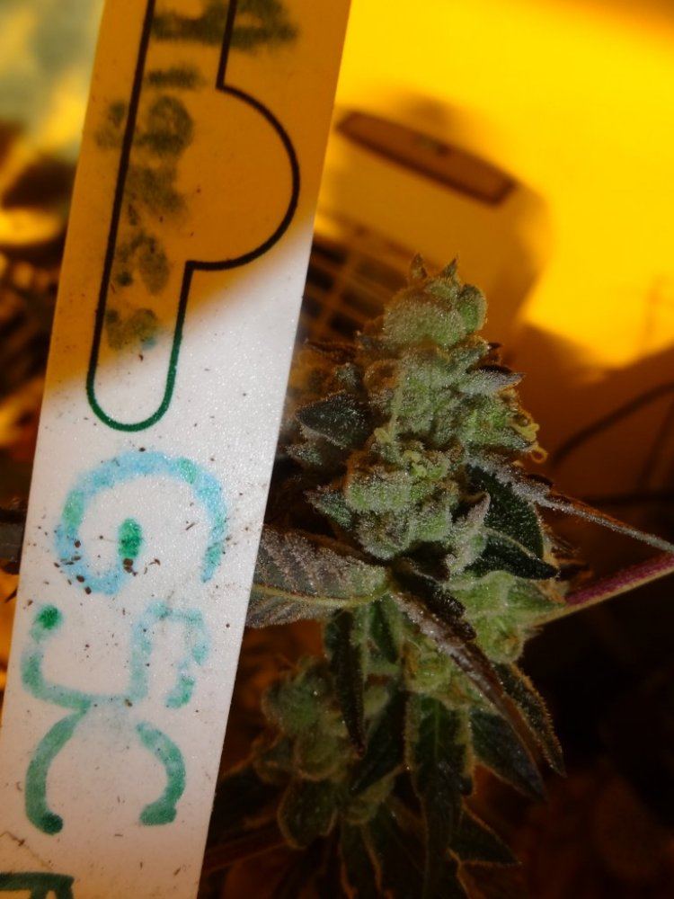 Forum cut gsc 040