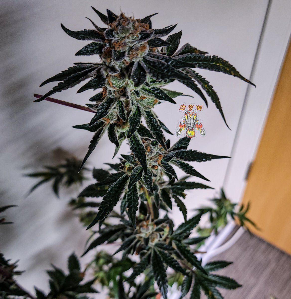 Forum GSC  1