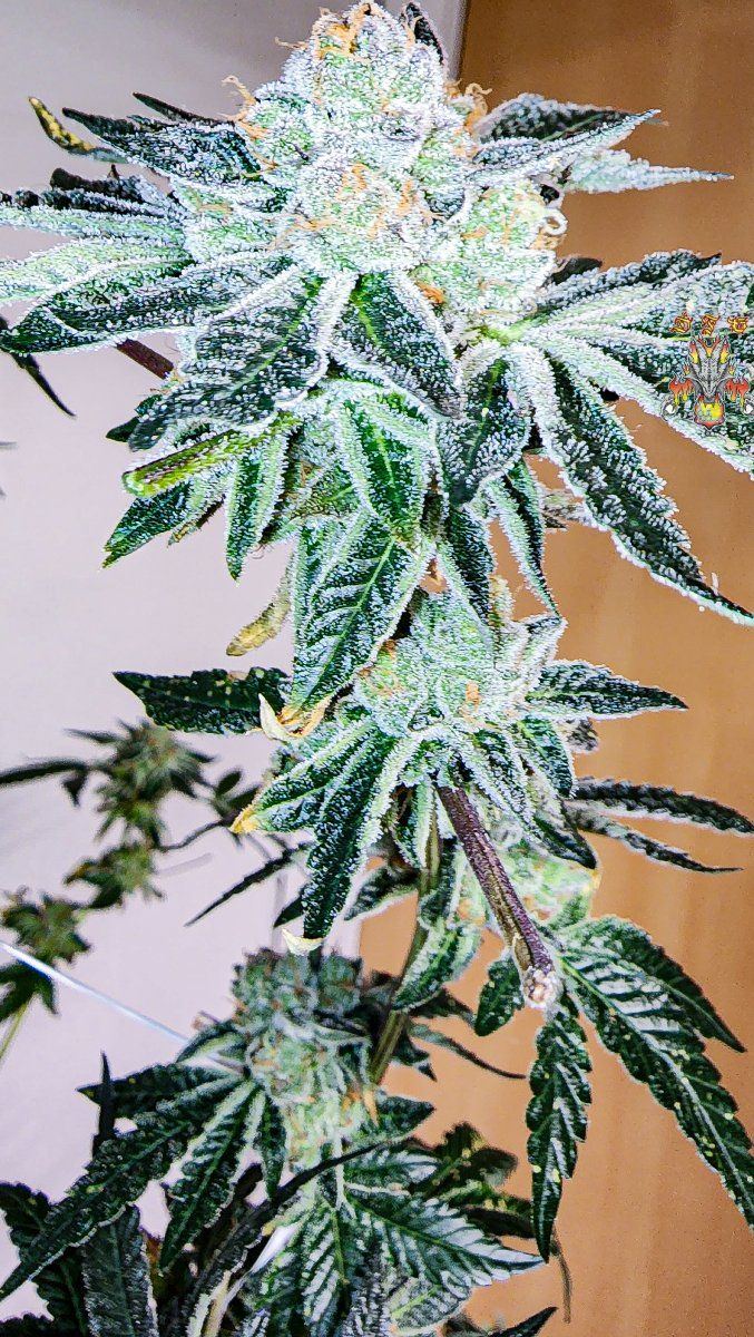 Forum GSC  2