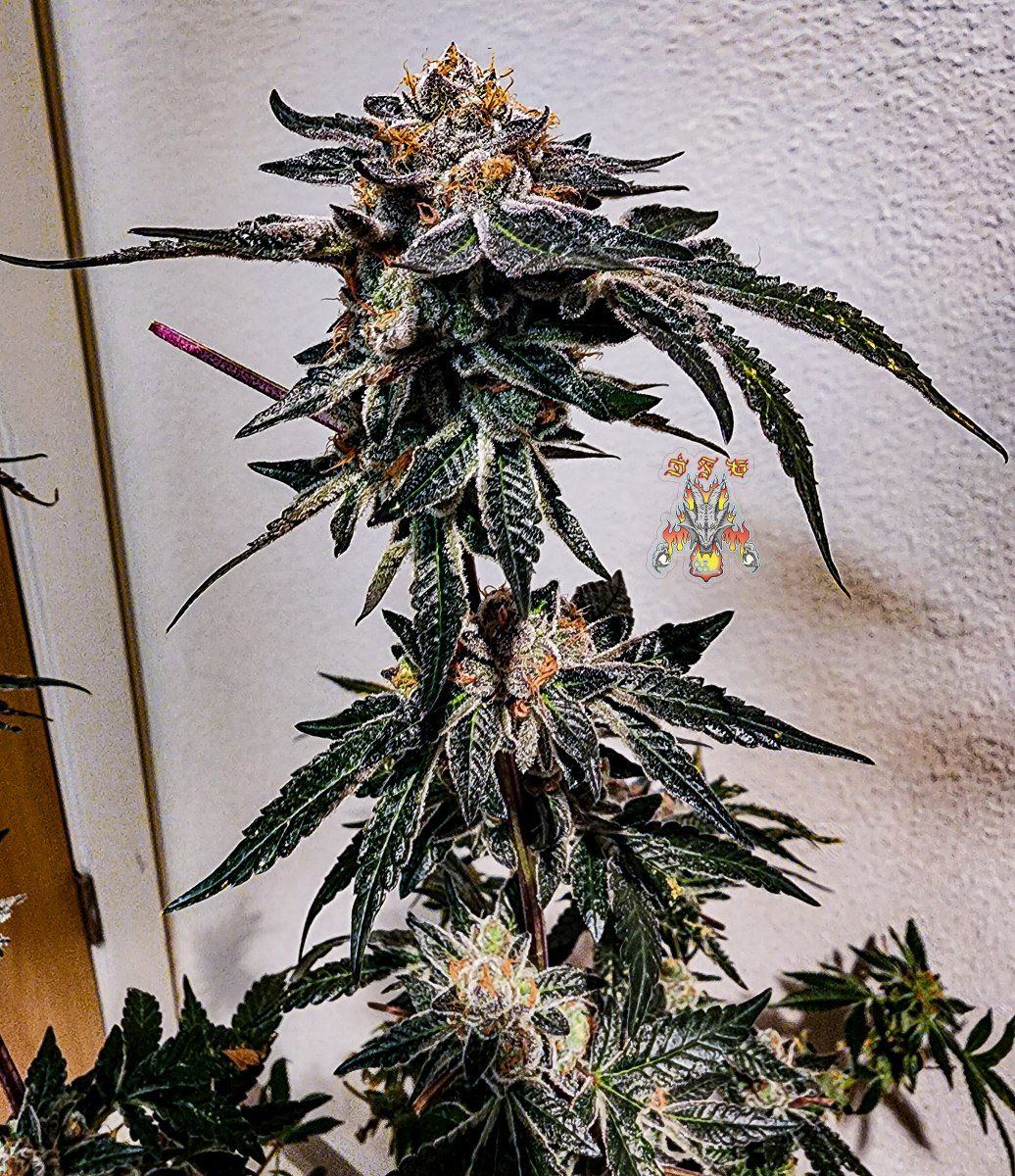Forum GSC 