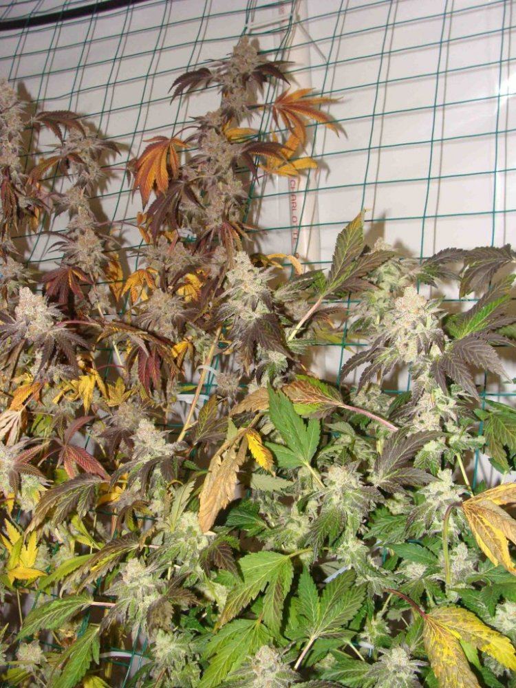 ForumandPlatSoil60