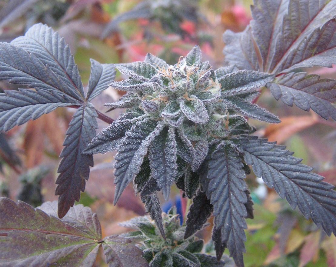 Forumcookie52dayscroped