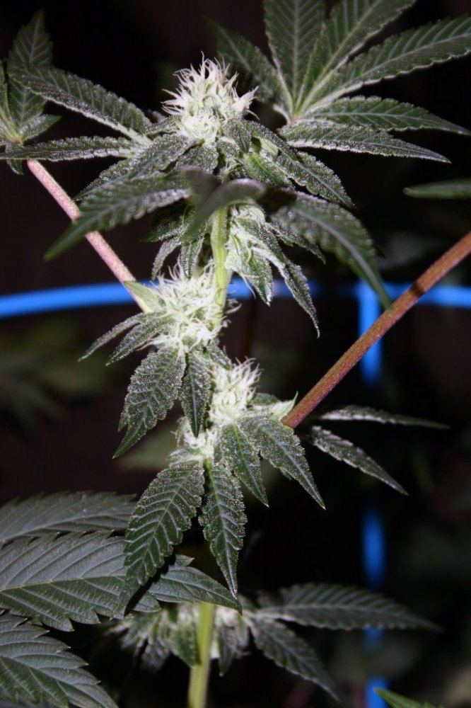 Forumgsc
