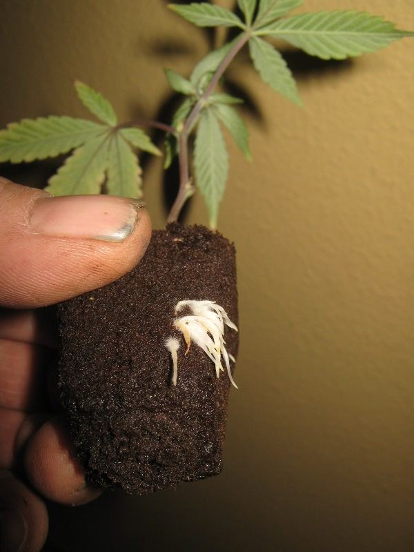 Forumroots1229