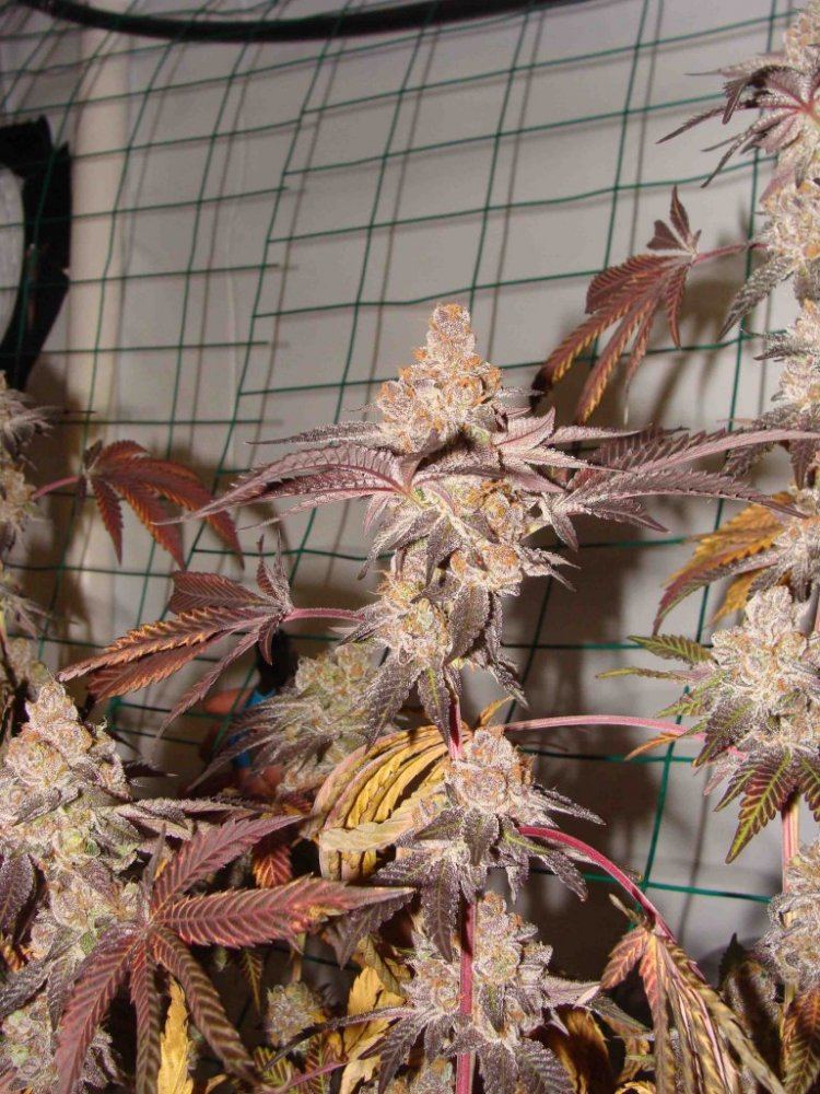 ForumSoil60